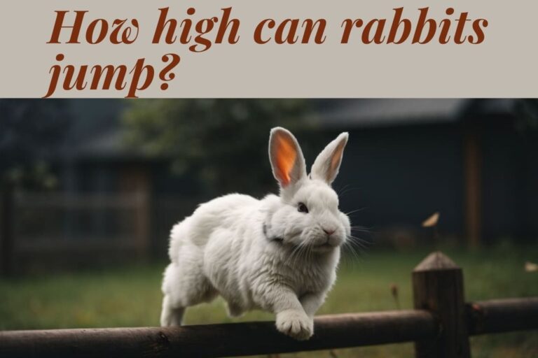 How High Can Rabbits Jump?