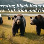 Interesting Black Bears Fact