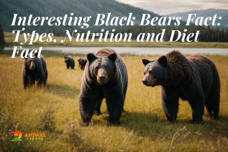 Interesting Black Bears Facts: Types, and Diet