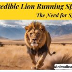 Lion running speed