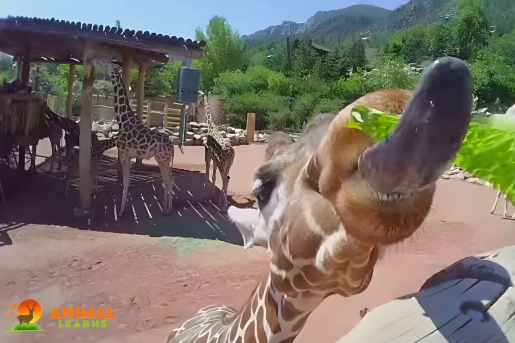 Measuring the Length of a Giraffe Tongue