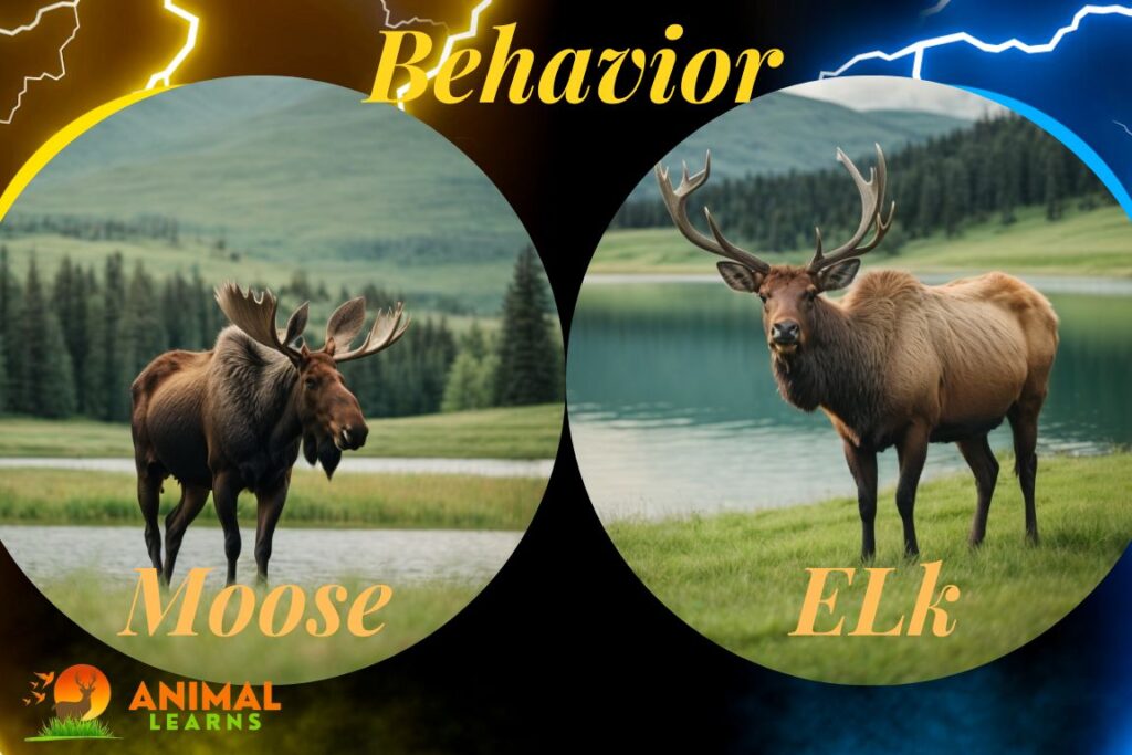 Moose and Elk Behavior