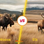 Moose vs Elk