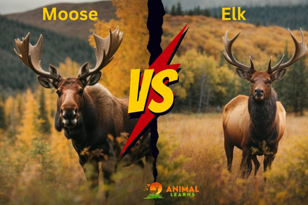 Moose vs Elk A Visual Comparison