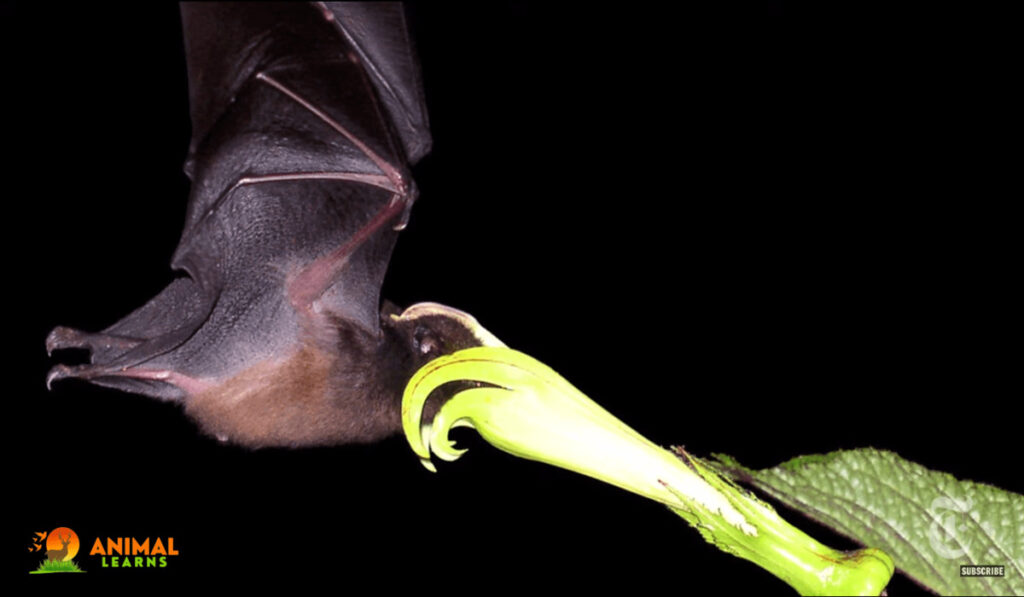 Pallas's Long-Tongued Bat