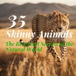 Skinny Animals