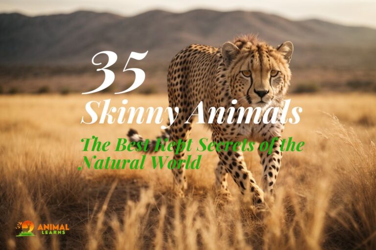 35 Beautiful Skinny Animals