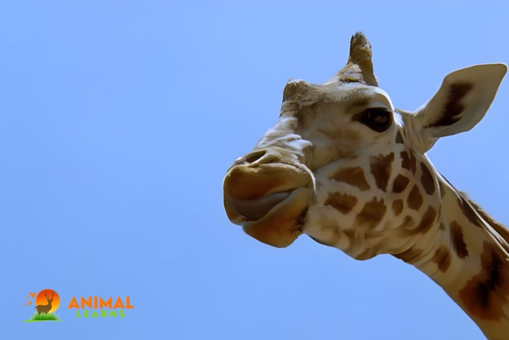 The Adaptations of a Giraffe's Tongue