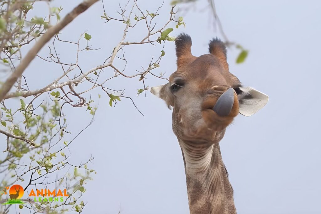The Fascination with Giraffe Tongues