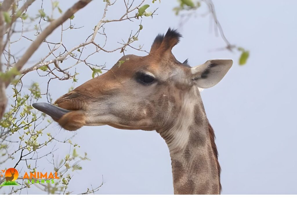The Surprising Secret of Giraffe Tongue Color!