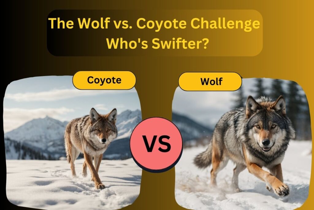 The Wolf vs. Coyote Challenge - Who's Swifter?