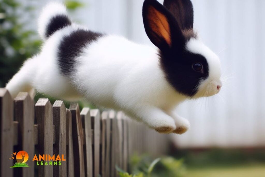 How do rabbits jump?