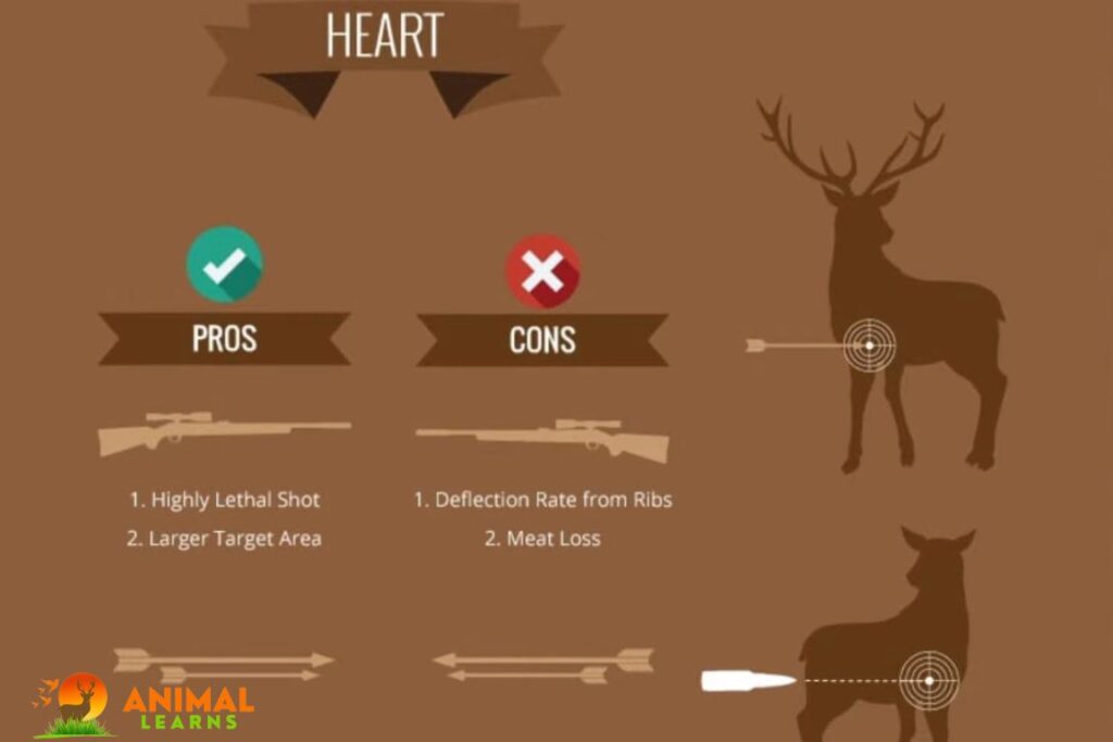 deer anatomy and shot placement