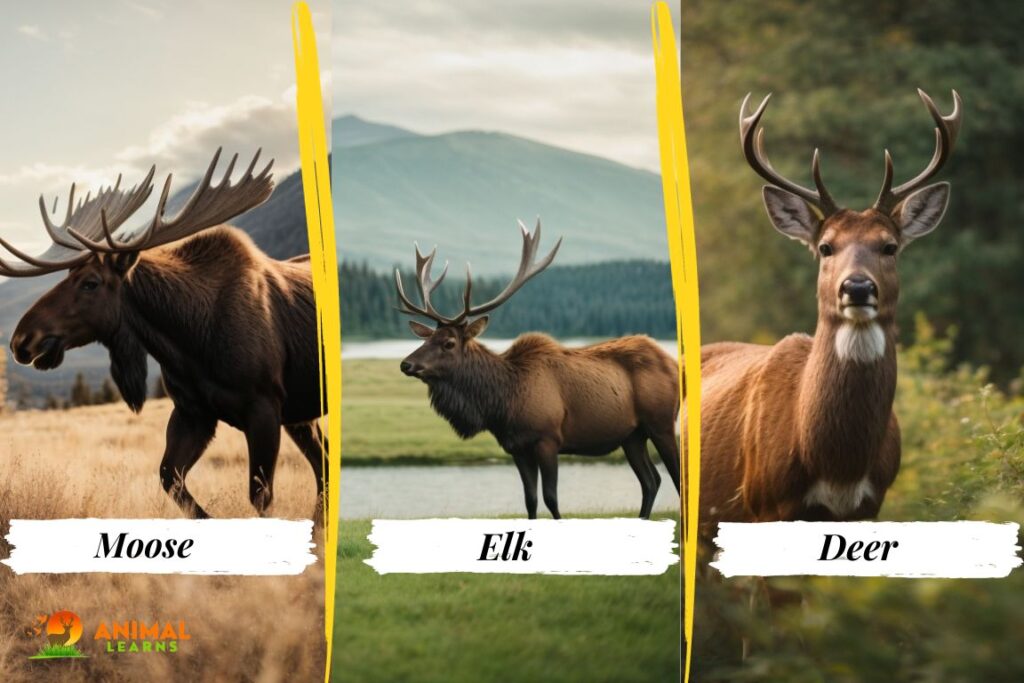 moose vs elk vs deer