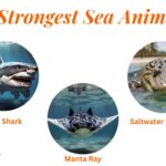 strongest sea animal