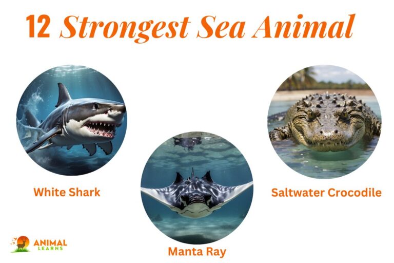 Top 12 Strongest Sea Animal: Ocean Wonders