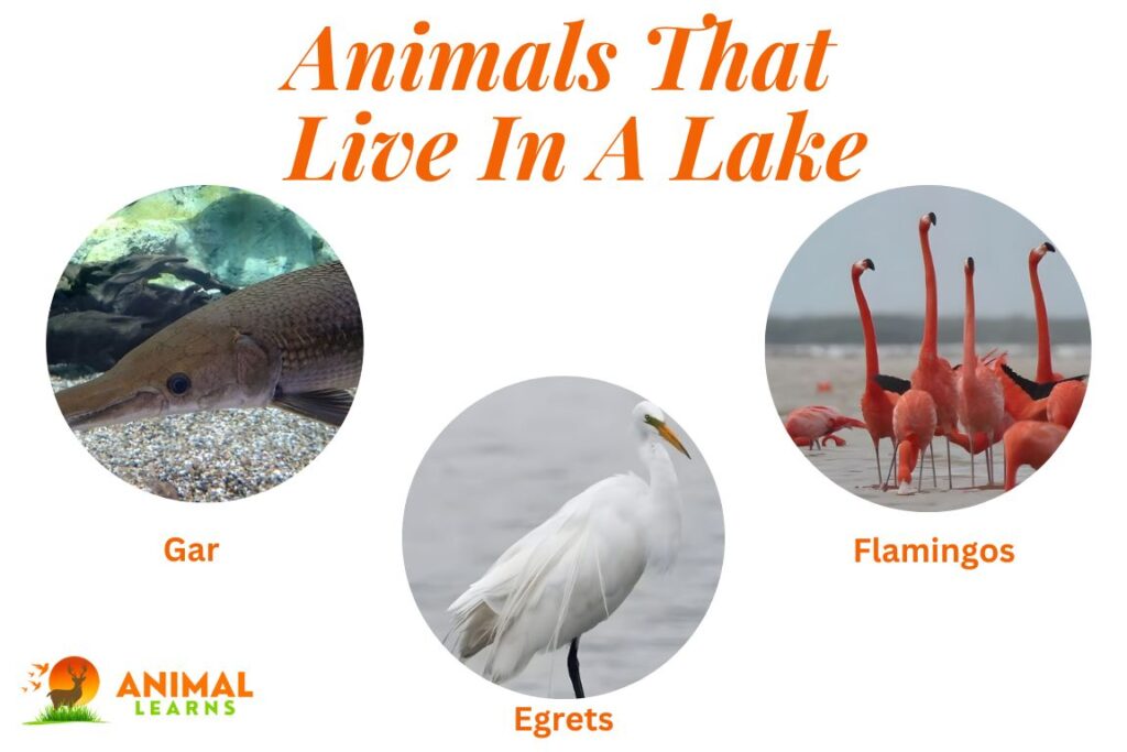 30 Amazing Animals That Live In A Lake: A Journey of Discovery