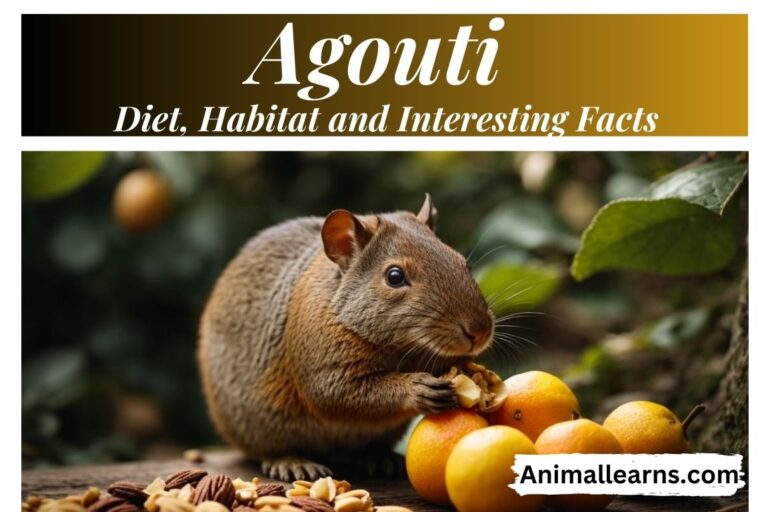 Agouti: Diet, Habitat and Interesting Facts