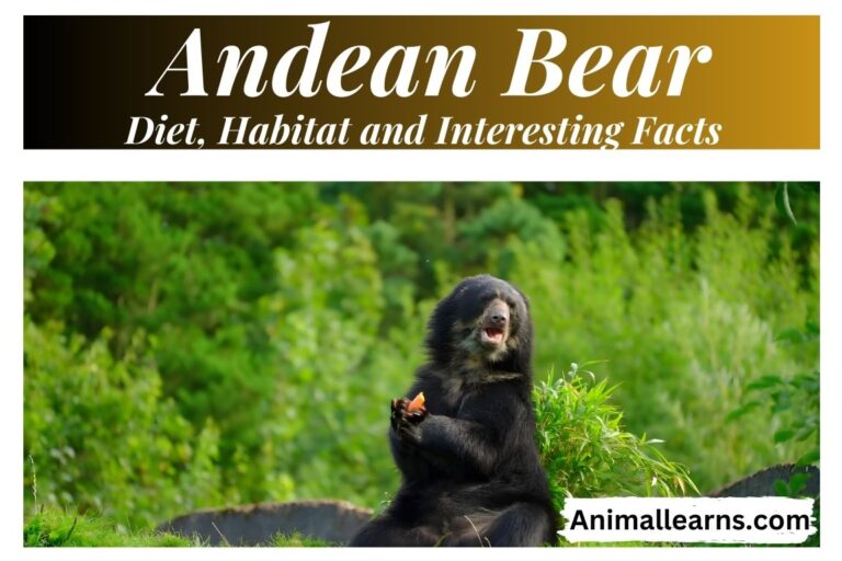 Andean Bear: Diet, Habitat, and Interesting Facts