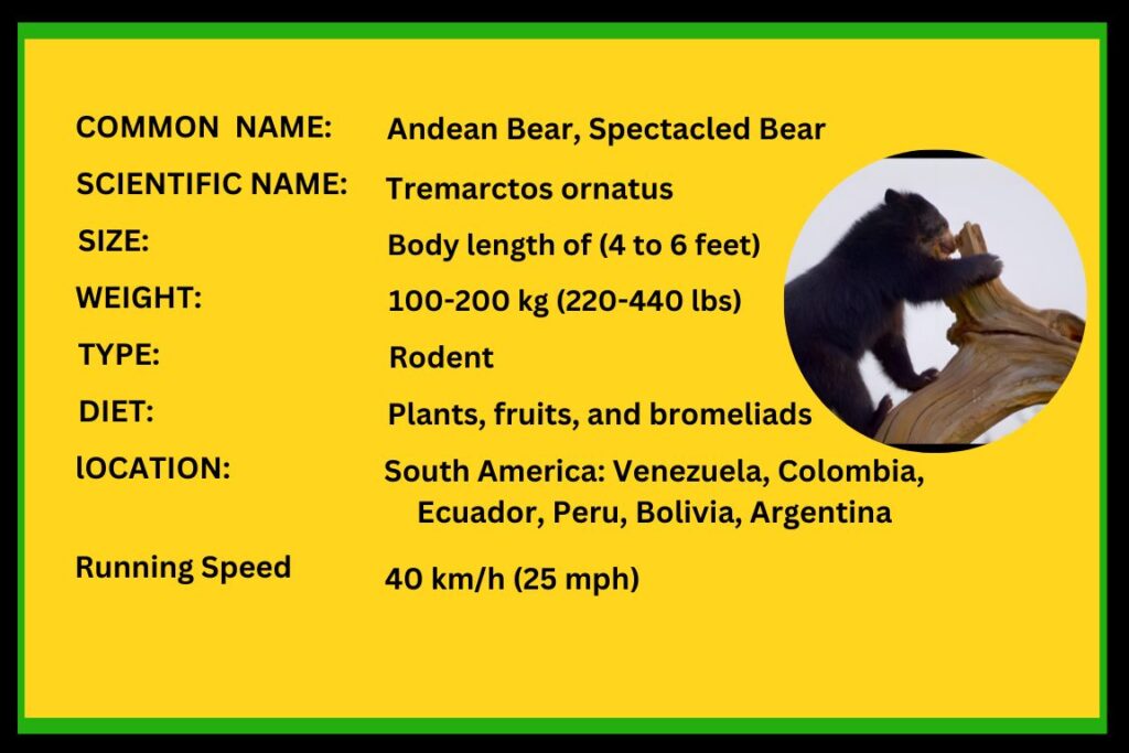 Andean Bear Diet, Habitat, and Interesting Facts