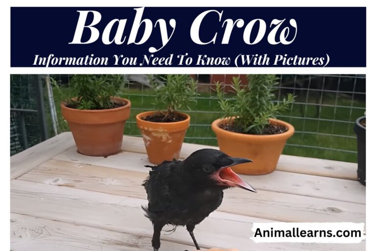 Baby Crow: Information You Need To Know