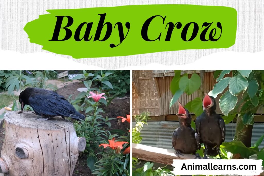 Baby Crow: Information You Need To Know 