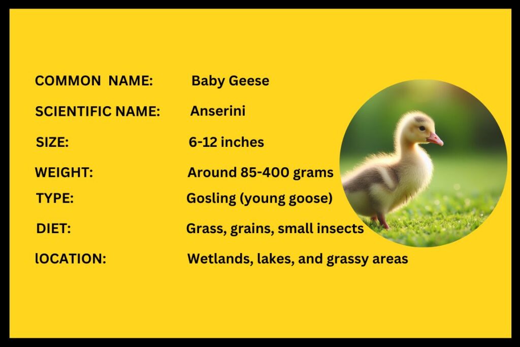 Baby Geese Exploring the Life of Darling Goslings