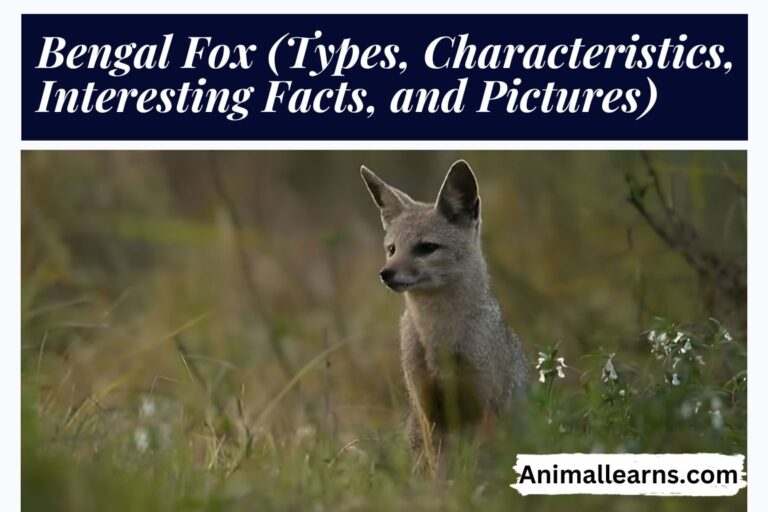 Bengal Fox: Types, Interesting Facts, and Pictures