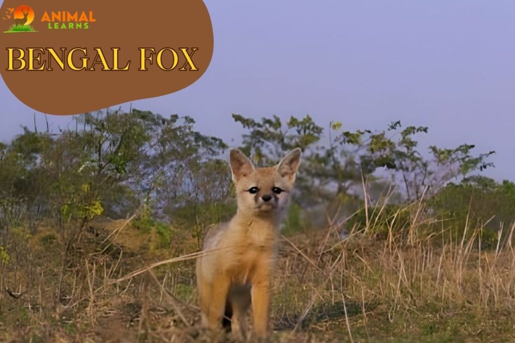 Bengal Fox Types, Interesting Facts, and Pictures
