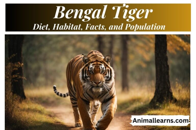 Bengal Tiger: Diet, Habitat, Facts, and Population