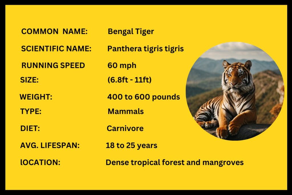 Bengal Tiger Diet, Habitat, Facts, and Population