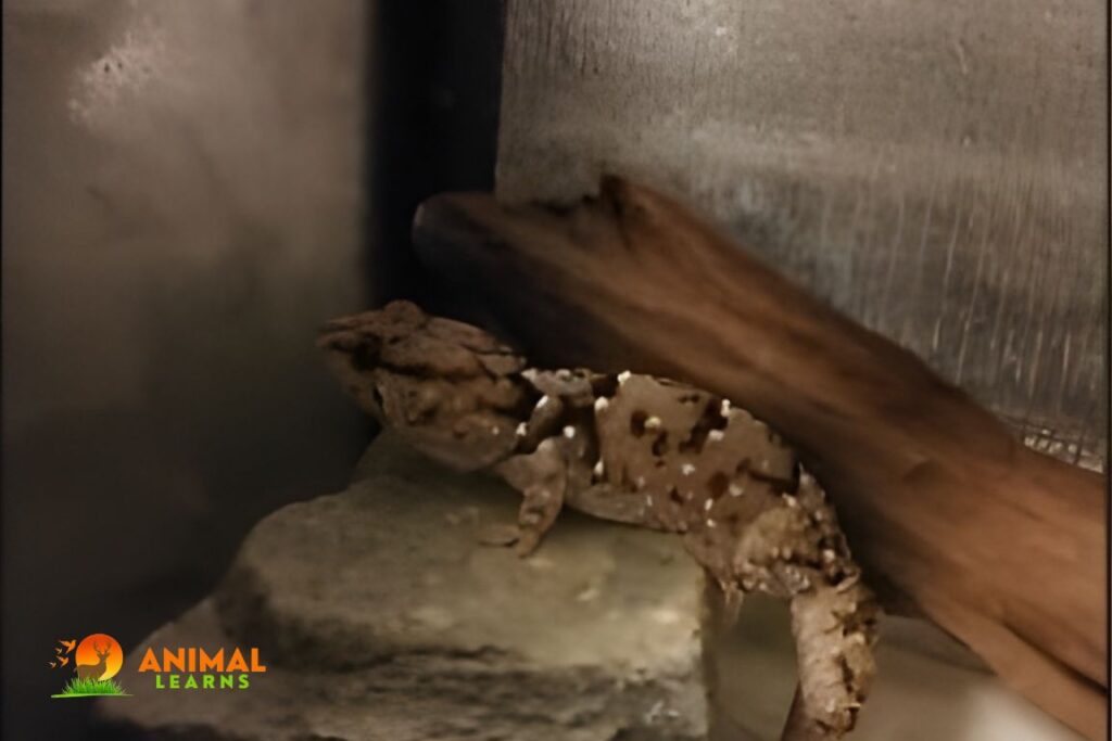 Bibron’s Thick-Toed Gecko (Chondrodactylus bibronii)