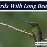 Birds With Long Beaks
