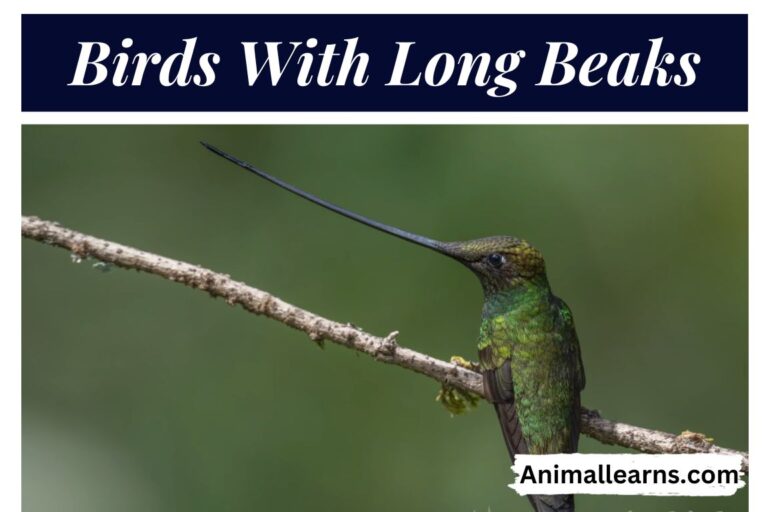 Top 15 Amazing Birds With Long Beaks