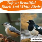 Black And White Birds