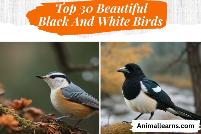 Top 30 Beautiful Black And White Birds