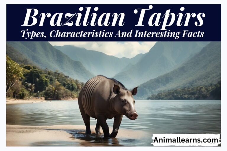 Brazilian Tapirs: Types, And Interesting Facts