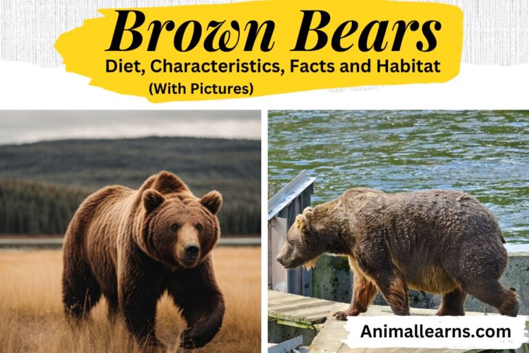 Brown Bears: Diet, and Facts (With Pictures)