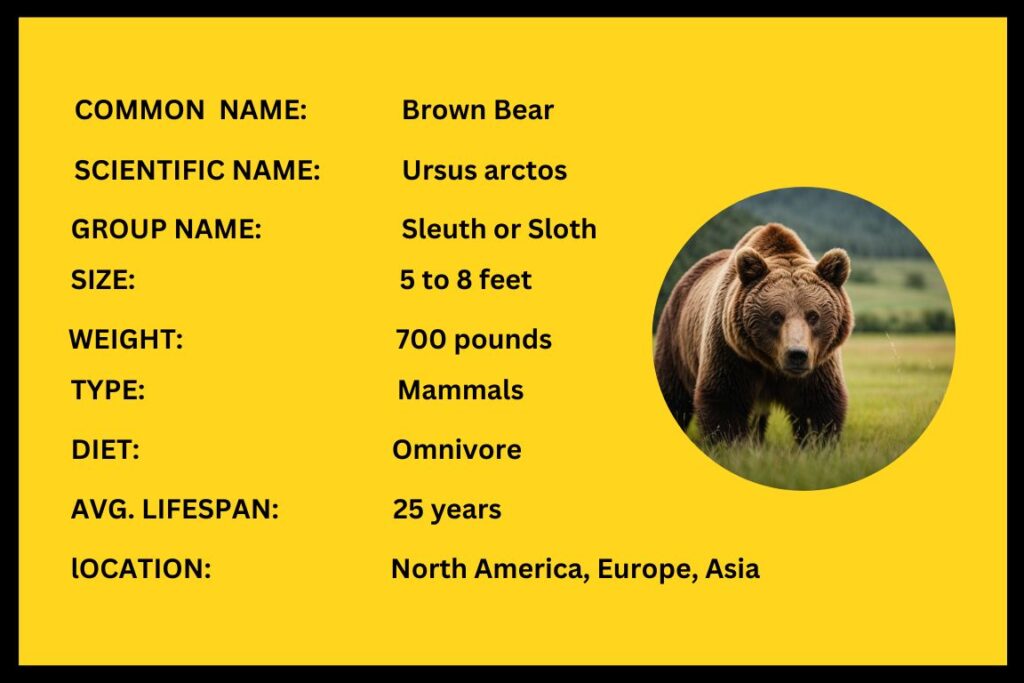 Brown Bears Diet, Characteristics and Facts (With Pictures)