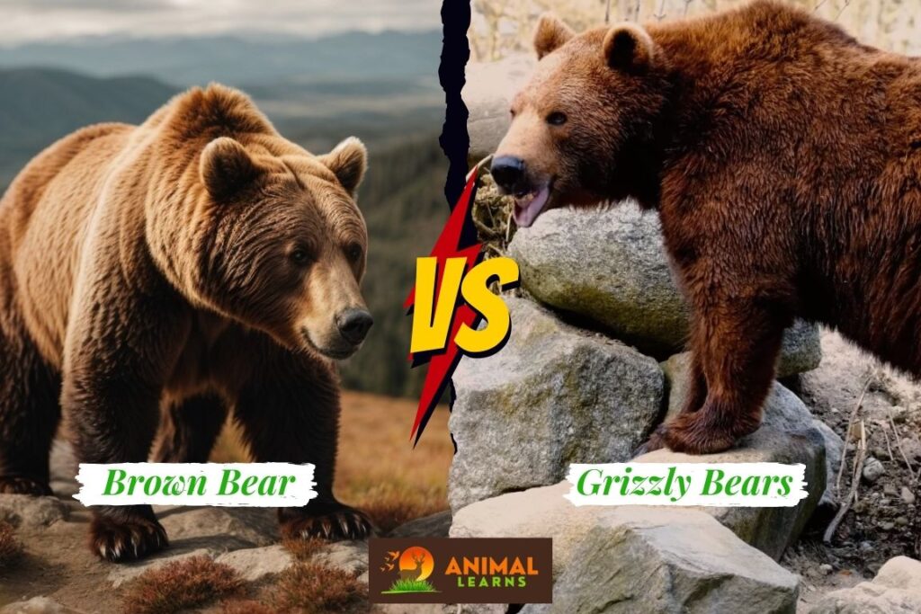 Brown Bears Vs Grizzly Bears