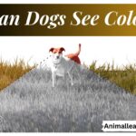 Can Dogs See Color