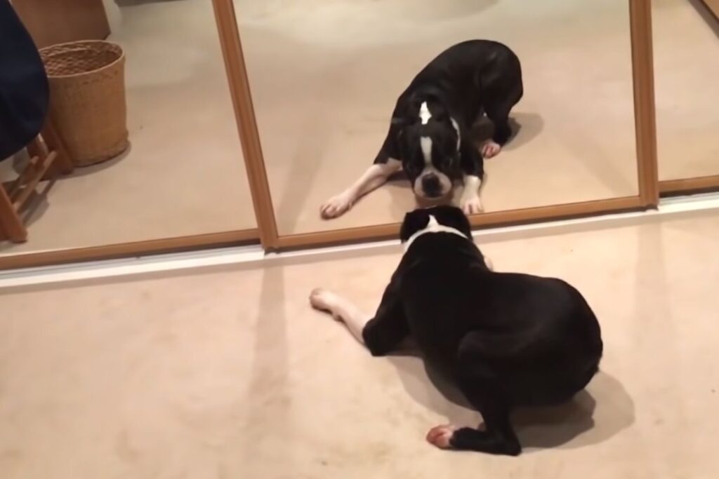 Can Dogs See Themselves In A Mirror