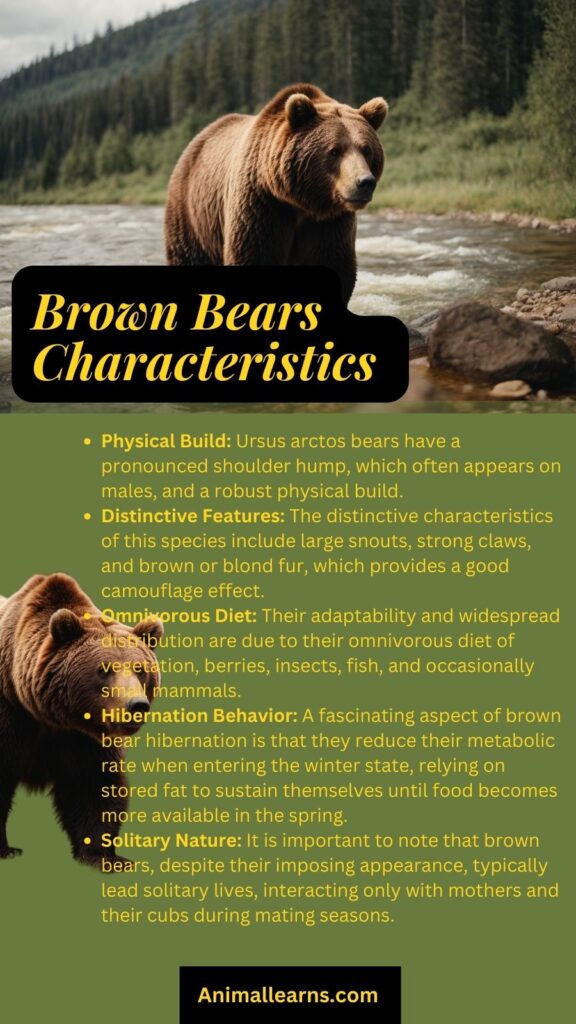 Characteristics Of Brown Bears