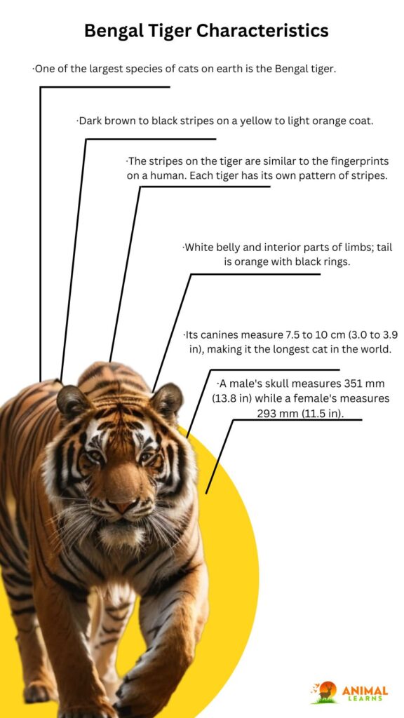 Characteristics of Bengal Tiger