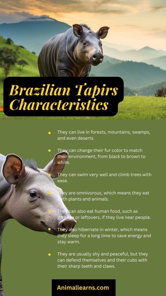 Characteristics of Brazilian Tapirs