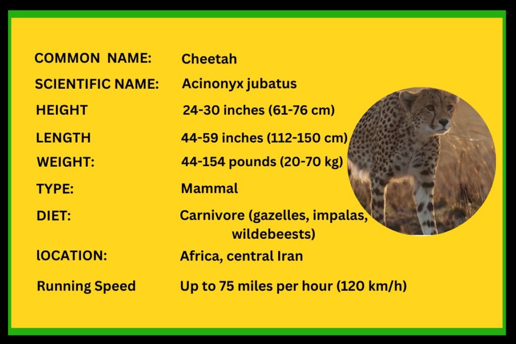 Cheetahs The Amazing Fastest Animals on Earth