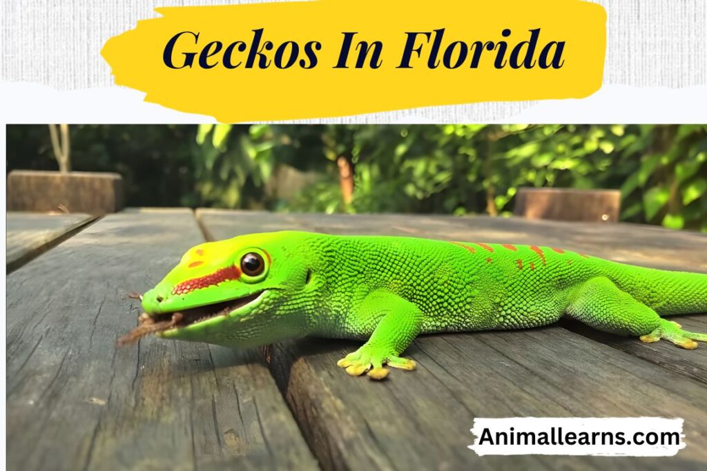 Discover Top 14 Geckos In Florida