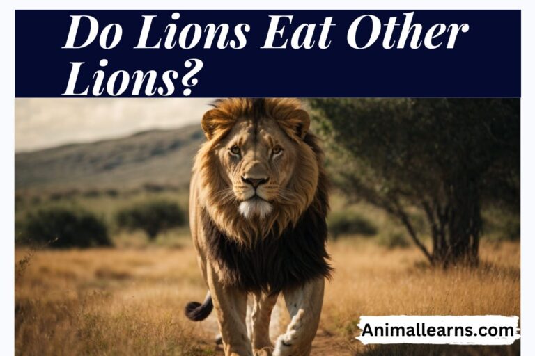 Do Lions Eat Other Lions? Unveiling the Truth