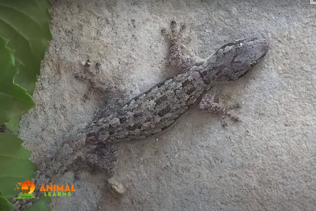Flat-Tailed House Gecko (Hemidactylus platyurus)