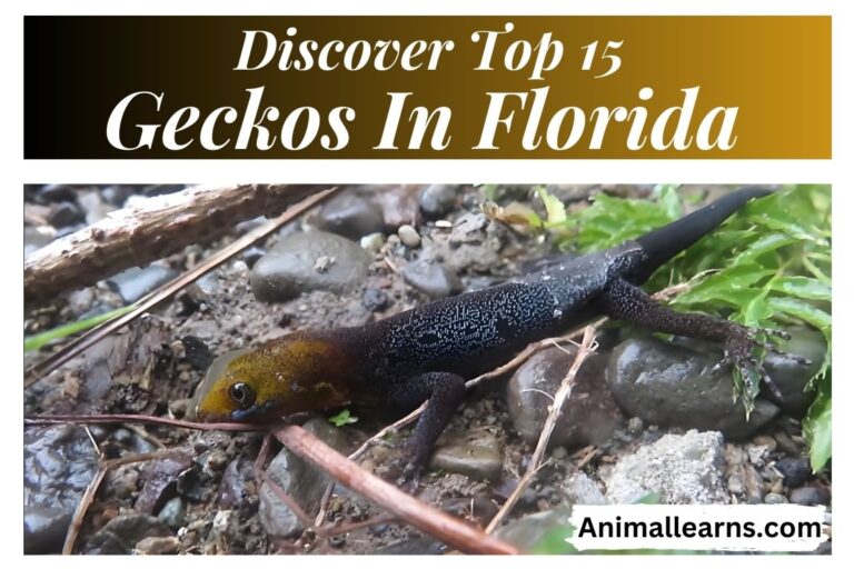 Discover Top 15 Geckos In Florida